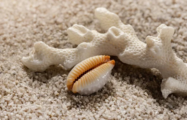 Composizione Spiaggia Con Coralli Marini Conchiglie Sabbia Bianca Mare Tempo — Foto Stock