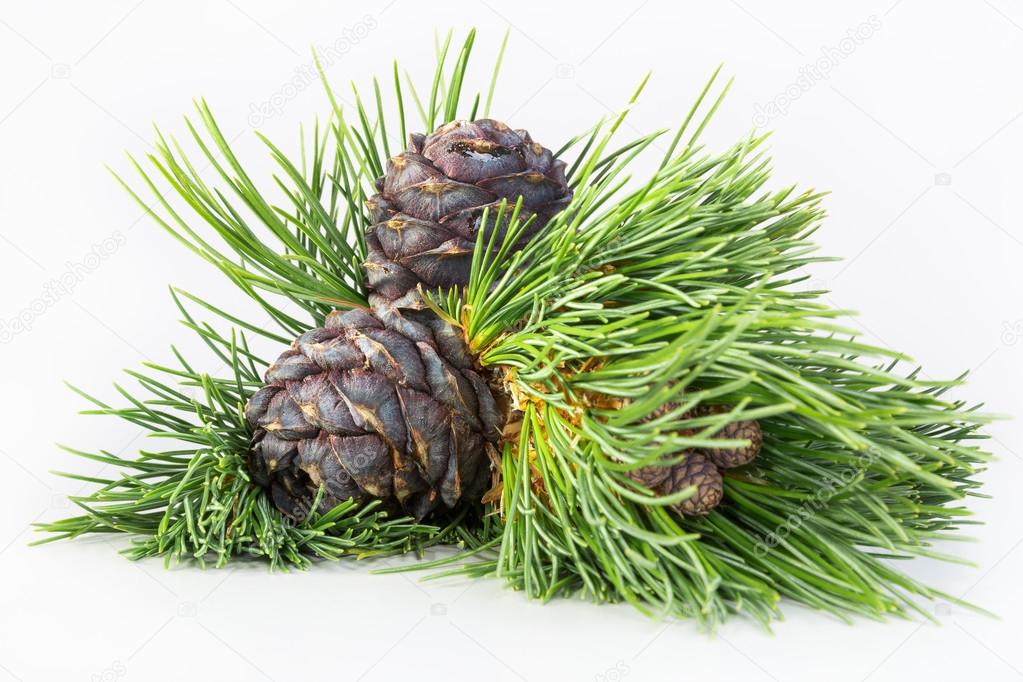 Buckets with cedar cones