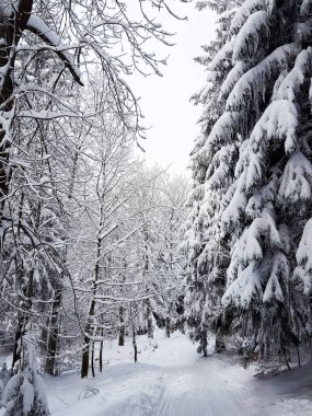 Ormanda kış manzarası