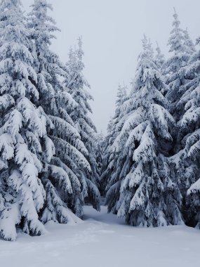 Karlı kış ormanı