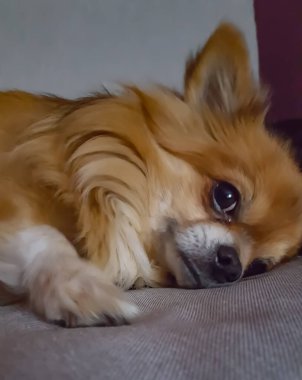 Küçük safkan Lakki chihuahua köpeği
