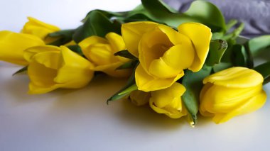 İmza için boş yeri olan sarı lalelerin bahar kompozisyonu