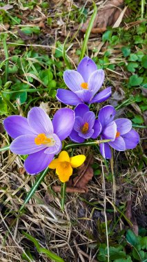 Bahar çiçekleri çimlerin üzerinde