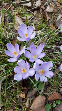 Bahar çiçekleri çimlerin üzerinde....