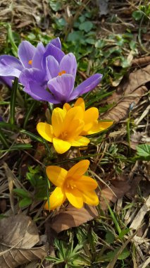 Bahar çiçekleri çimlerin üzerinde