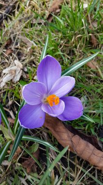 Bahar çiçekleri çimlerin üzerinde
