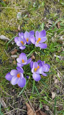 Bahar çiçekleri çimlerin üzerinde