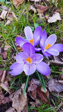 Bahar çiçekleri çimlerin üzerinde