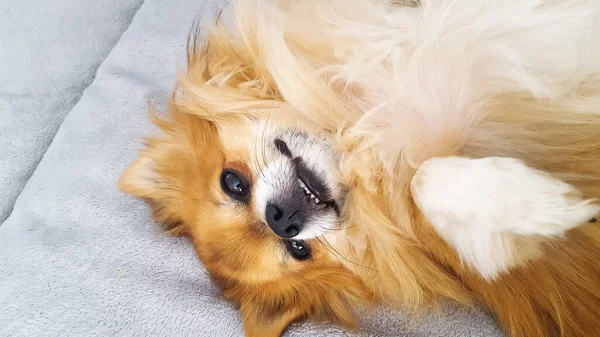 Brown dog of small breed Chihuahua is resting