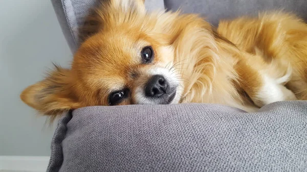 Brown dog of small breed Chihuahua is resting