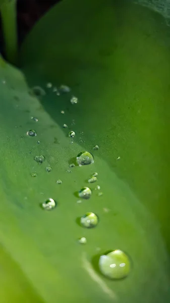 Rugiada del mattino su una foglia verde — Foto Stock
