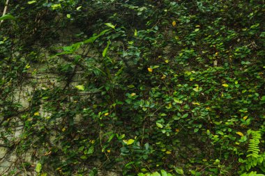 İnce, koyu sarmaşıklardan oluşan yoğun bir ağ ve sürünen incir bitkisinden (Ficus pumila) küçük yeşil yapraklarla kaplı açık renkli bir duvarın ayrıntılı, tam kare desen çekimi (Ficus pumila)).