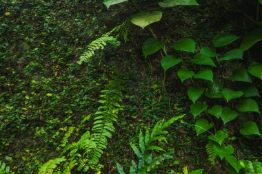 Büyük, kalp şeklinde geniş yapraklar ve uzun, canlı yeşil eğrelti otları ile birbirine karışmış, küçük sürünen incir yapraklarıyla kaplı bir duvarın karanlık, atmosferik desen çekimi..