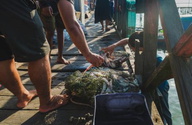 Balikpapan, Endonezya - 8 Kasım 2025. İşçiler denizden döndükten sonra taze balık ve mürekkep balıklarıyla dolu bir ağı güneşli bir ahşap iskeleye boşaltmakla meşguller..