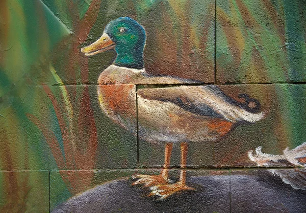 Simple canard sauvage mâle debout sur une roche, peinture acrylique sur un mur — Photo