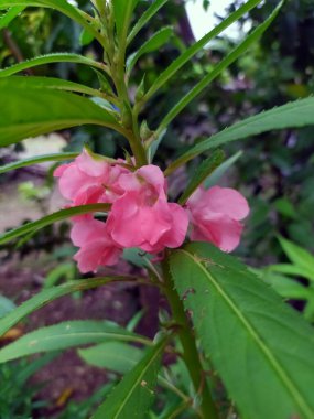 Bu çiçekler çok güzel ve daha rahat olması ve arka planda kullanılması için gözlerimizle ulaşılabilir.