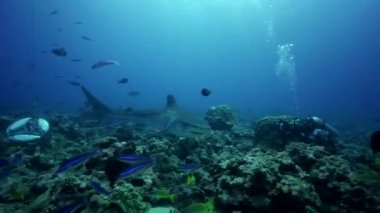 Kaplan köpekbalığı kayalıkta, Tahiti