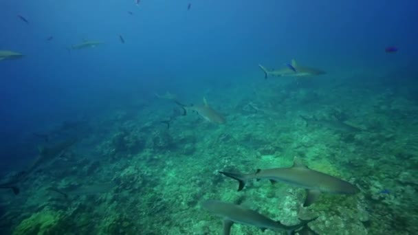 Tiburones arrecifes grises — Vídeo de stock