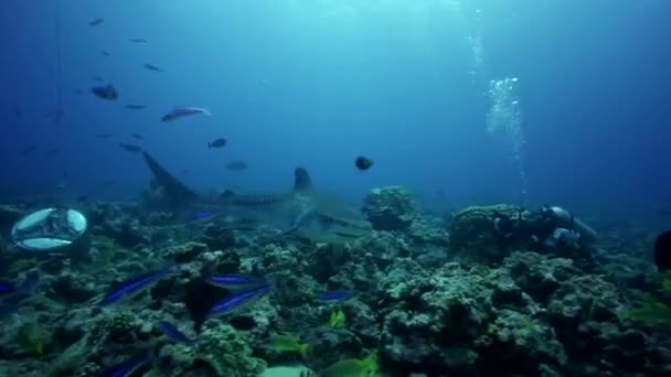 Tiger haj på revet, Tahiti — Stockvideo