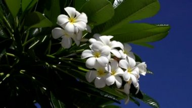 Plumeria çiçekli beyaz
