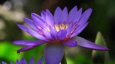 Mor Lotus çiçek ve arılar