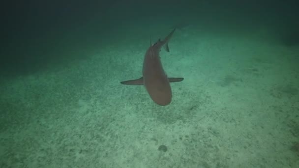 Requins en eau bleue — Video