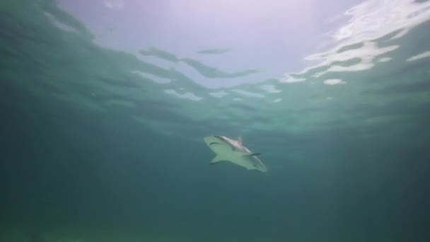 Tiburón en agua azul — Vídeo de stock