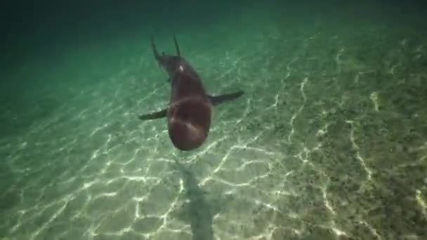 青い水の鮫 — ストック動画