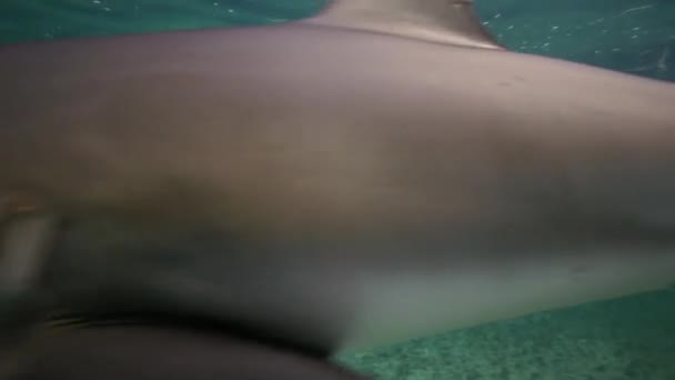 Tiburones en agua azul — Vídeo de stock