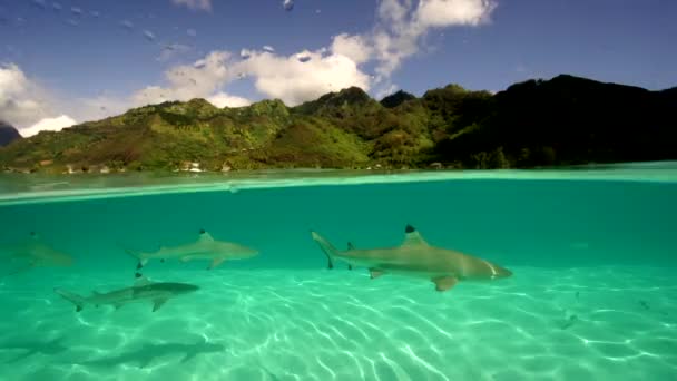 鲨鱼和鳐鱼在水中 — 图库视频影像