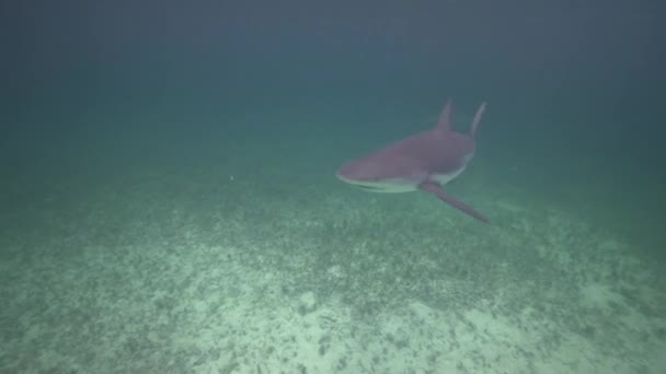 Tiburón en agua azul — Vídeos de Stock