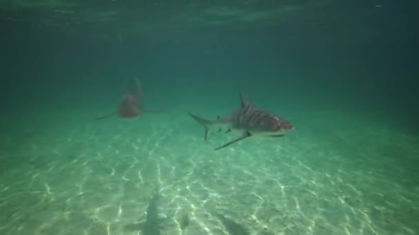 Акулы в голубой воде — стоковое видео