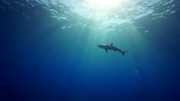 Requins bleus dans l'eau — Video