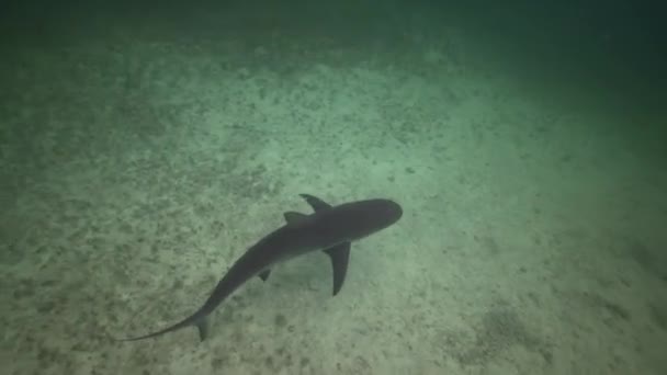 Haai in blauw water — Stockvideo