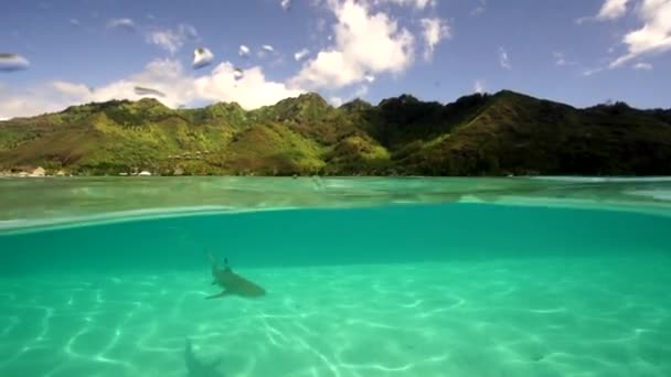 Tiburón y rayas en el agua — Vídeo de stock