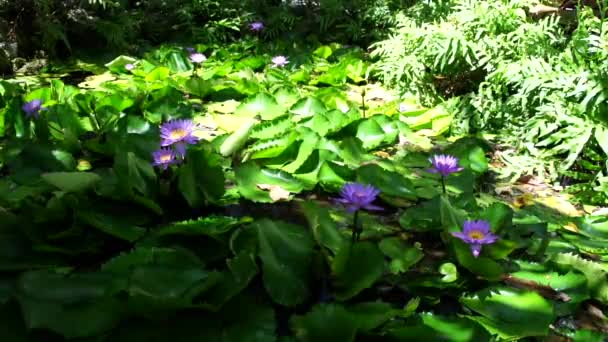 Kwiaty fioletowe lotosu — Wideo stockowe