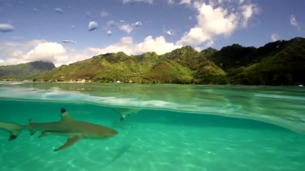 Tiburones y rayas en el agua — Vídeo de stock