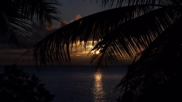 棕榈叶剪影在日落，慢动作拍摄 — 图库视频影像