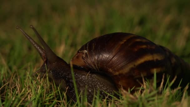 Pâturage des escargots dans le jardin 