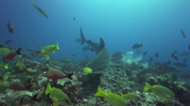 Kaplan köpek balığı ve renkli balık