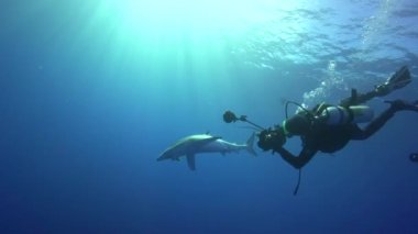 Blue shark scuba dalgıçlar ile
