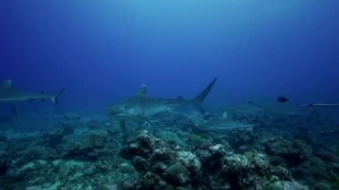Karayip resif köpekbalığı