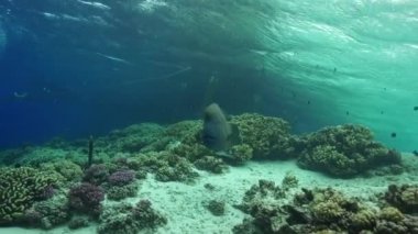 Napoleon Wrasse sığ suda