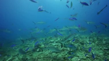 köpek balıkları yemek için arama