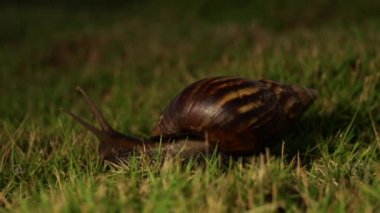 salyangoz grasing bahçede