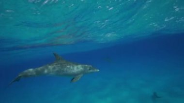 Yunuslar Açık sularda