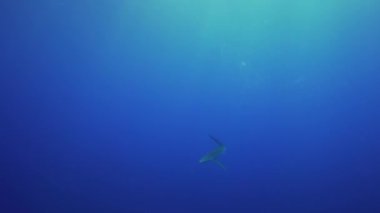 Gümüş uçlu köpekbalığı mavi su