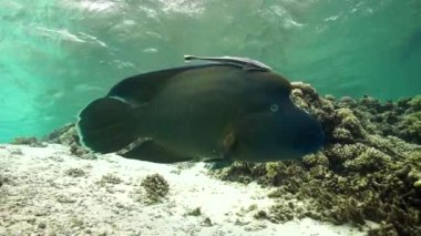Napoleon Wrasse sığ suda