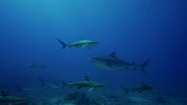 Karayip köpekbalıkları ve balık