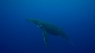 Kambur balina Yüzme